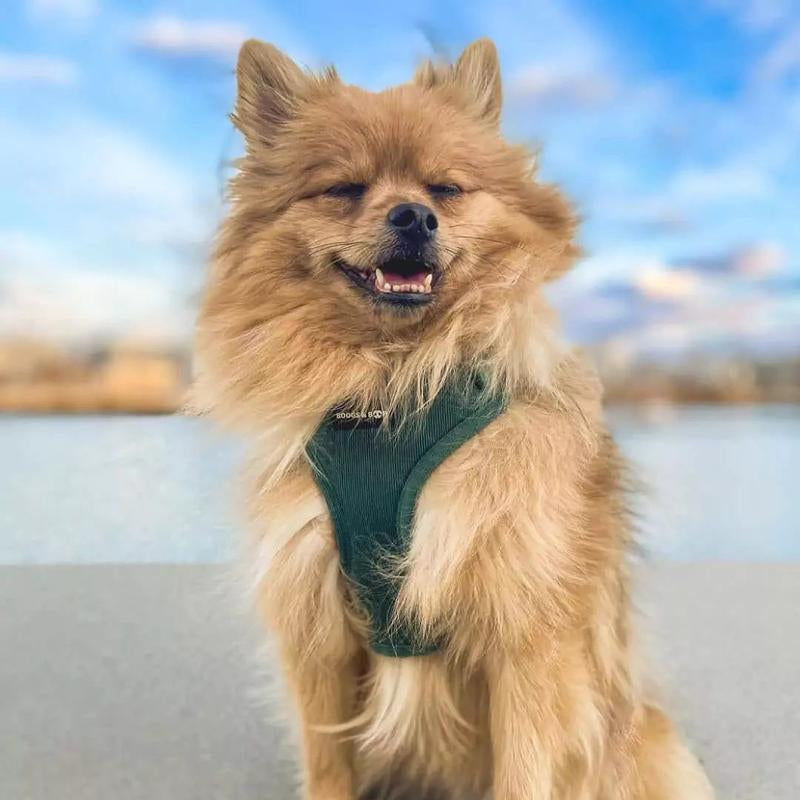 Adjustable Corduroy Dog Harness - Moss