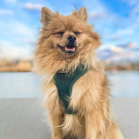 Adjustable Corduroy Dog Harness - Moss