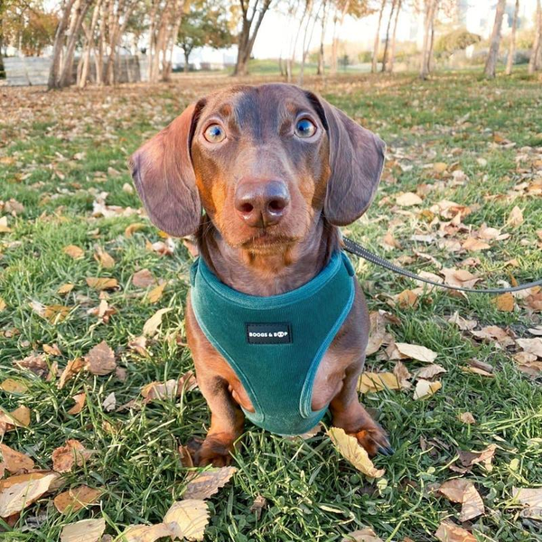 Adjustable Corduroy Dog Harness - Moss